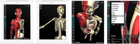 チームラボ、3/4にiPad向け3D人体解剖アプリ「teamLabBody」をリリース