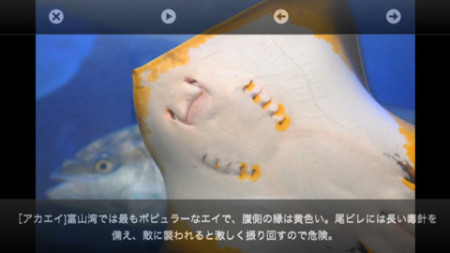 インテックと魚津、スマホ向けARアプリ「魚津水族館ARおさかな図鑑」をリリース2