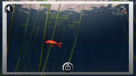 【やってみた】鯉を育てて眺める超美麗癒やし系アプリ「My Koi」
