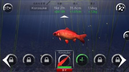 【やってみた】鯉を育てて眺める超美麗癒やし系アプリ「My Koi」